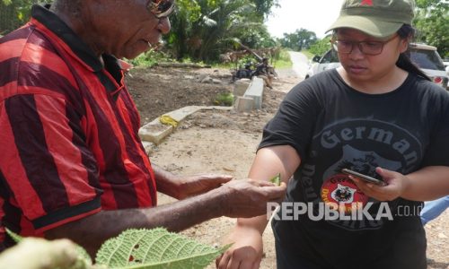 Demianus Magablo sedang menggosokkan daun gatal ke lengan salah satu pelancong.
